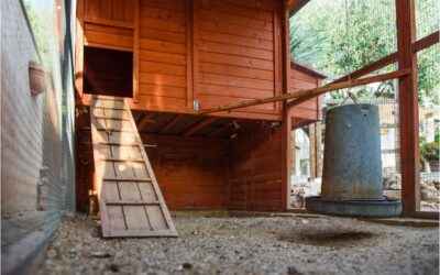 Ditch the DIY: Premade Chicken Coops That Deliver