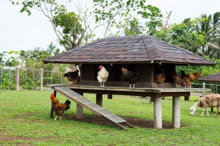 chickens on chicken coop