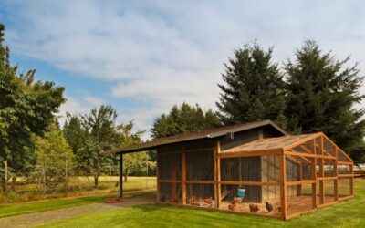 Tailoring Your Chicken Coop’s Efficiency